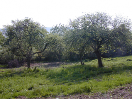 Streuobstwiese